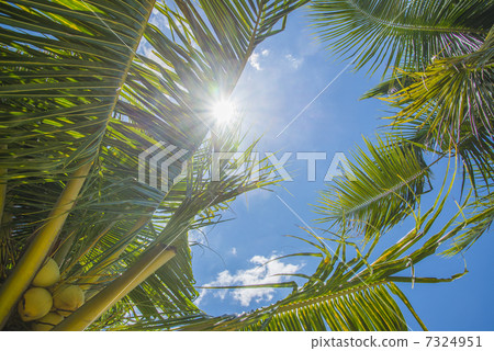 棕櫚葉和落日 棕櫚葉和落日 7324951