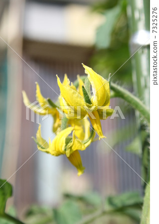 番茄花 番茄花 7325276