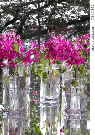 Vases and orchids 7325341