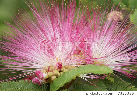 Kari Andorra Emulsinata Legume Kari Andorra Emulsinata Legume 7325356