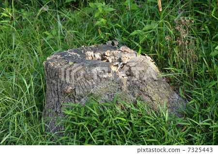 樹墩 7325443