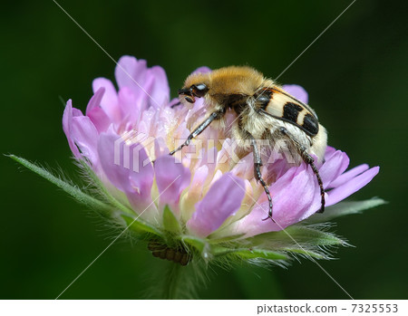 Bug on a flower Bug on a flower 7325553