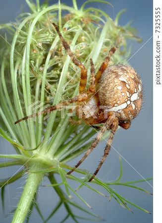 The spider Araneus diadematus The spider Araneus diadematus 7325555