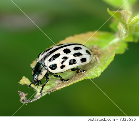 The leaf beetle The leaf beetle 7325556