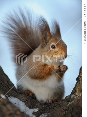 The squirrel The squirrel 7325557