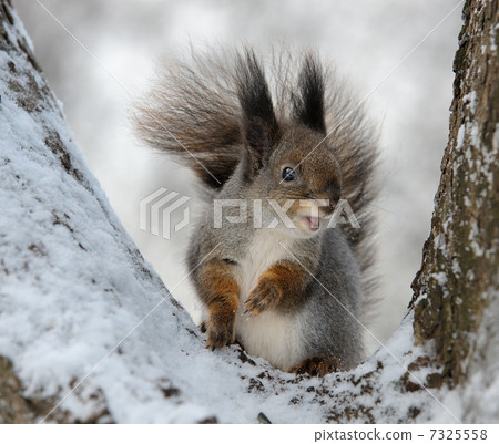 The squirrel The squirrel 7325558