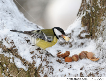 Nutlet for a titmouse Nutlet for a titmouse 7325559