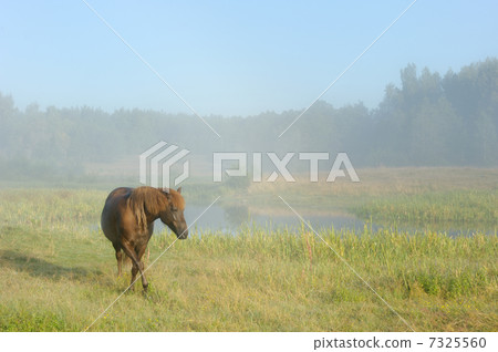 Horse in a fog 7325560
