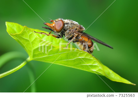 The fly The fly 7325563