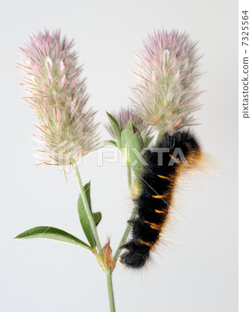 Black caterpillar Black caterpillar 7325564