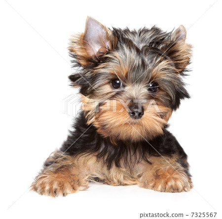 Yorkshire terrier close-up portrait Yorkshire terrier close-up portrait 7325567