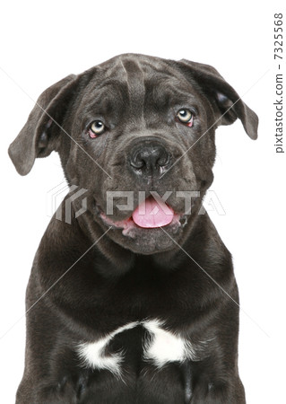 Cane corso puppy Close-up portrait Cane corso puppy Close-up portrait 7325568