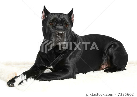 Cane Corso dog on a white background 7325602