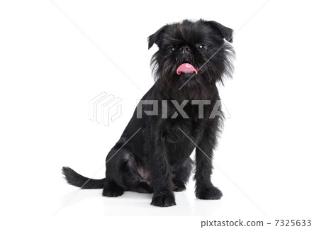 Brussels griffon portrait 7325633