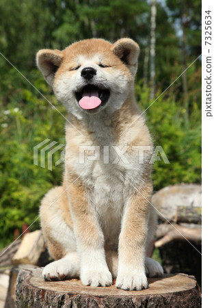 Akita inu puppy on a tree stump Akita inu puppy on a tree stump 7325634