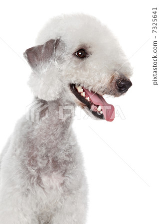 Bedlington terrier portrait on white background 7325641