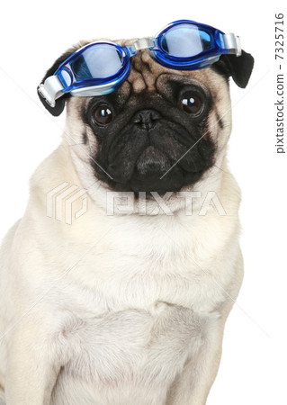 Funny pug dog in blue glasses for a scuba diving Funny pug dog in blue glasses for a scuba diving 7325716