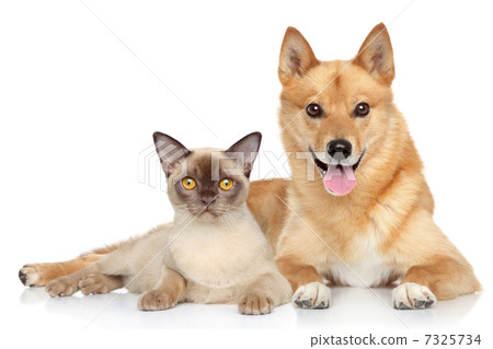 Happy dog and cat together 7325734