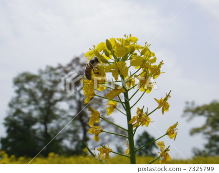 Rape blossoms and bees 7325799