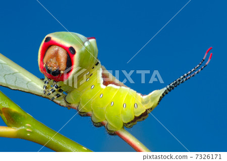 Caterpillar on a bush. 7326171