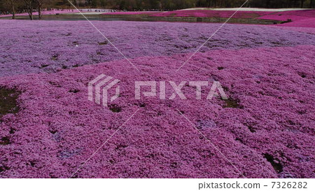 芝和一個池塘 7326282