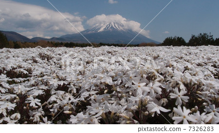 富士山和蘑菇 7326283