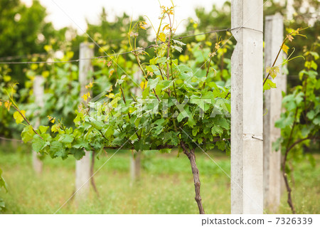 vineyard rows in spring vineyard rows in spring 7326339