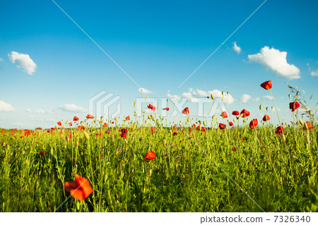 Poppies field Poppies field 7326340