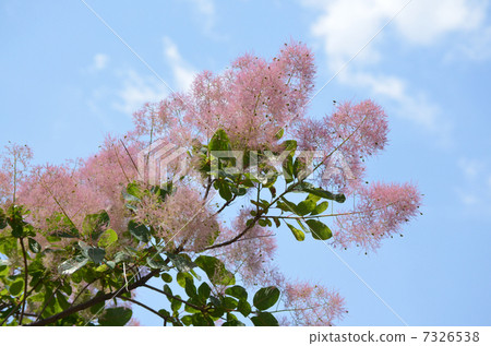 黃櫨 黃櫨 7326538