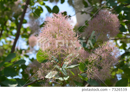 黃櫨 黃櫨 7326539