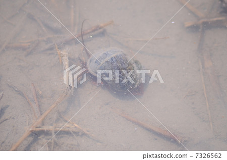 Jumbo Tanishi living in rice field 7326562