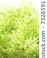 Fresh green 7326591