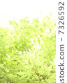 Green light 7326592