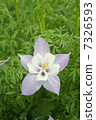 Flowers 7326593