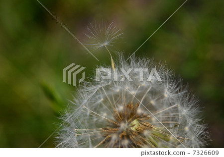 Dandelion's fluff Dandelion's fluff 7326609