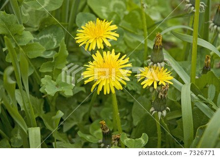 蒲公英 蒲公英 7326771