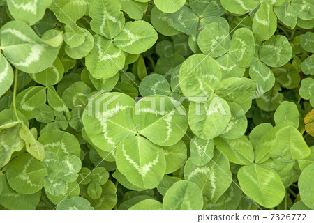 白三葉草 7326772