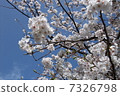 Cherry Blossoms	 7326798