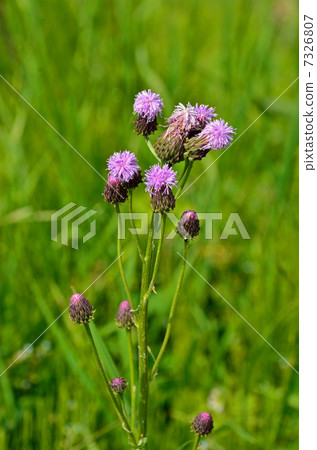 植物·狐狸薊菊花 植物·狐狸薊菊花 7326807