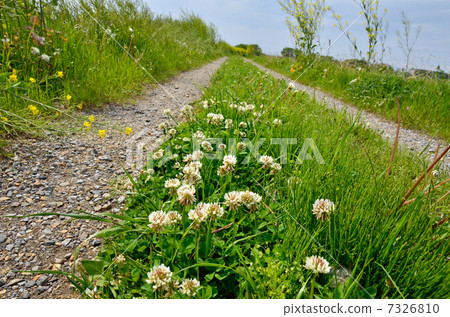 走在Tatebayashi·Kondo河岸上的白三葉草 7326810