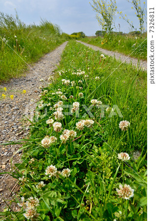 走在Tatebayashi·Kondo河岸上的白三葉草 7326811
