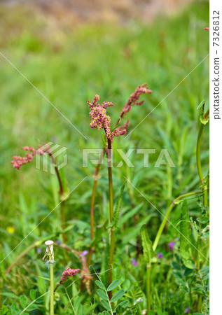 植物·Swallowtail家族 7326812