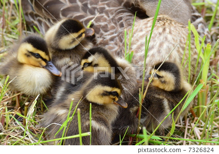 A baby and a duck 7326824