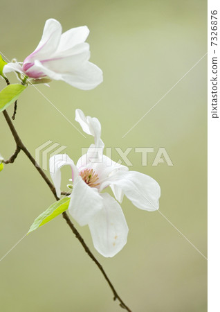 Kobushi花 Kobushi花 7326876