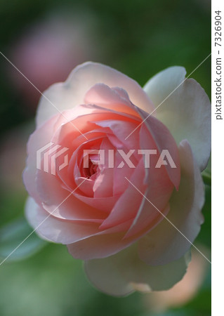 皮埃爾德龍薩爾 7326904