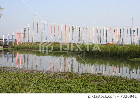    Carp streamer 7326941