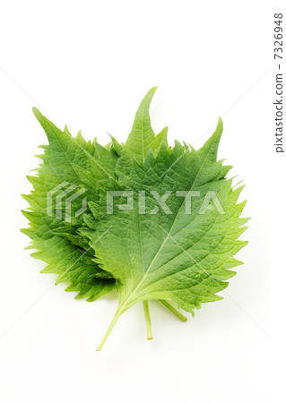 紫蘇離開 7326948