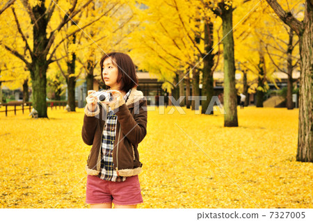 Ginkgo of Kumamoto prefectural government office Ginkgo of Kumamoto prefectural government office 7327005