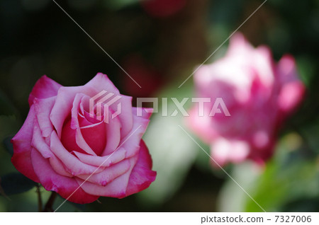 Gray Fin Sonia (Rose) Gray Fin Sonia (Rose) 7327006