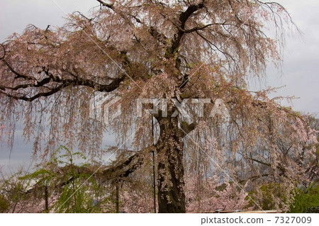 Ikko櫻桃樹 Ikko櫻桃樹 7327009